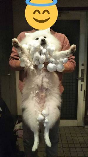 外から帰ってきた犬、その姿に９万人が「お茶吹いた」「すごすぎる」