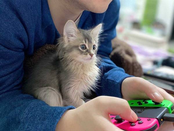 男性の腕の中で、緊張ぎみな子猫　１年後の『姿』がコチラです