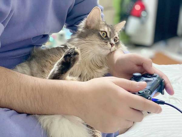 男性の腕の中で、緊張ぎみな子猫　１年後の『姿』がコチラです