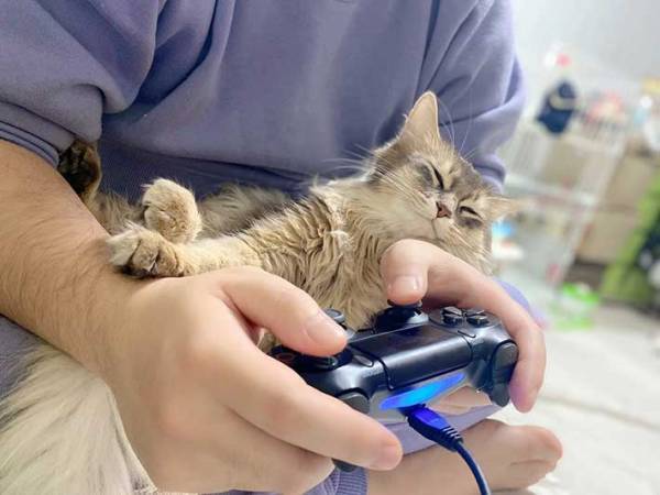 男性の腕の中で、緊張ぎみな子猫　１年後の『姿』がコチラです