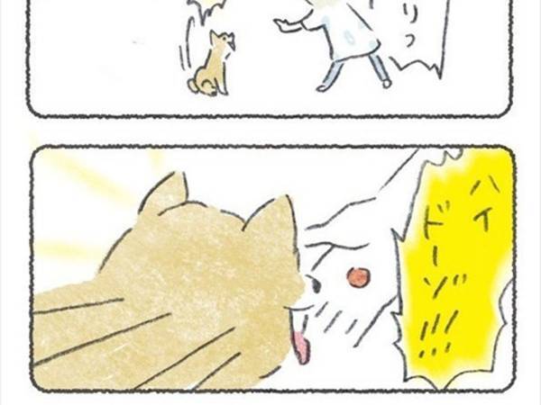 飼い主の演技にのせられて、ノリノリで薬を飲んだ柴犬　しかし？　「笑った」「可愛すぎ」