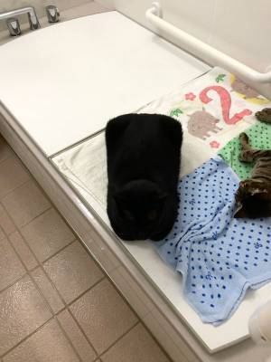 猫は液体説に新説誕生か！？　黒猫の、くつろぐ姿に「え？」