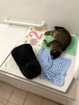 猫は液体説に新説誕生か！？　黒猫の、くつろぐ姿に「え？」