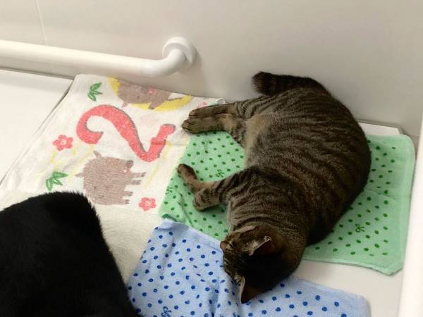 猫は液体説に新説誕生か！？　黒猫の、くつろぐ姿に「え？」