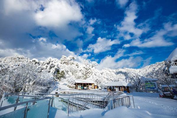 「圧巻の美しさ」　冬の天橋立、空を見上げると？