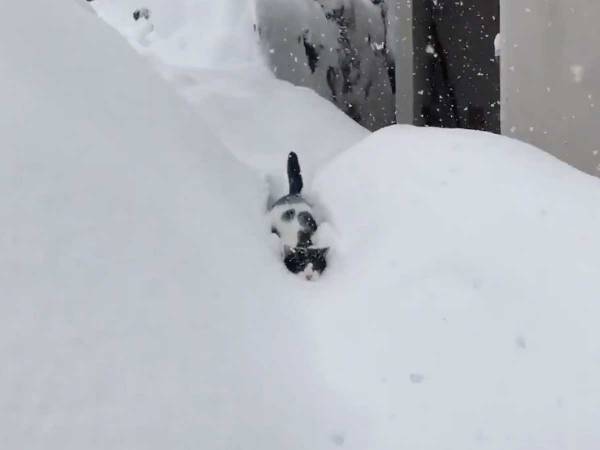 『除雪車』のように突き進む猫に驚愕！　「なんてたくましいの…」