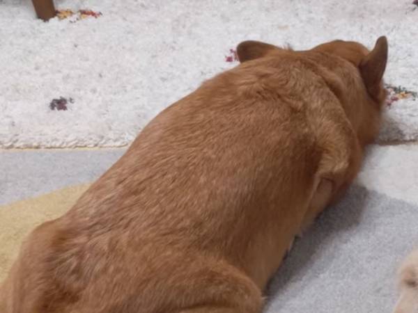 正月休みが終わって悲しむ犬　隣で見つめる猫が…？