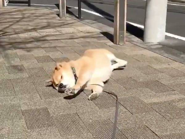 散歩をしていた柴犬だったが…？　３６秒の動画に、心が和む