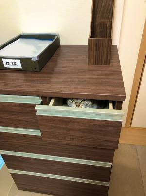 「写真を見て吹きだした」「うちにも来て」　引き出しの隙間から覗いていたのは…？