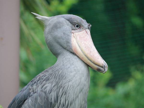 「こんな姿初めて見た」　ハシビロコウが『やる気』を出すと？