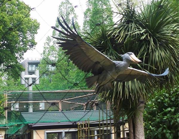 「こんな姿初めて見た」　ハシビロコウが『やる気』を出すと？