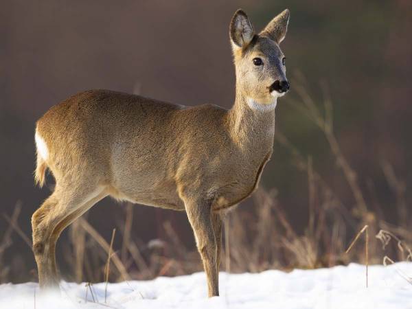 つるつる滑る氷の上で立てなくなったシカ　それを見た男性は　「ヒーローだ」