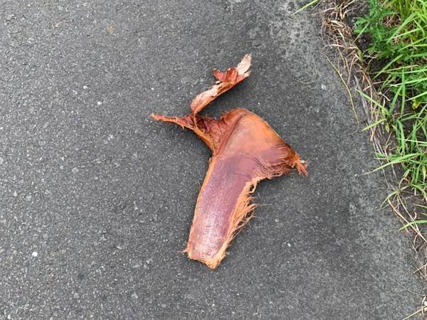 「何だコレ」　宮崎県の道端でよく見かける、この物体の正体は？