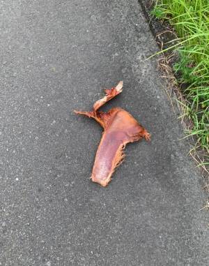 「何だコレ」　宮崎県の道端でよく見かける、この物体の正体は？