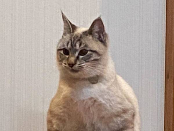 「我が家の猫の座り方、おかしくない？」　２２万人が『いいね』を寄せた姿がコチラ！