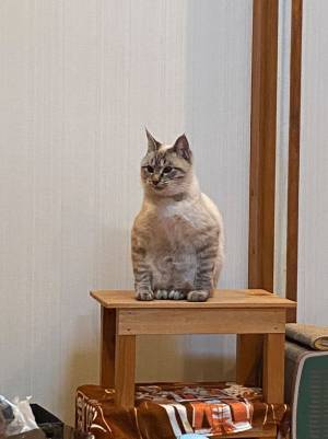 「我が家の猫の座り方、おかしくない？」　２２万人が『いいね』を寄せた姿がコチラ！