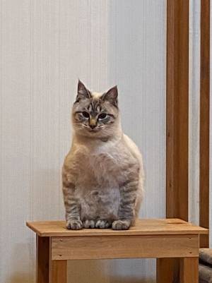 「我が家の猫の座り方、おかしくない？」　２２万人が『いいね』を寄せた姿がコチラ！