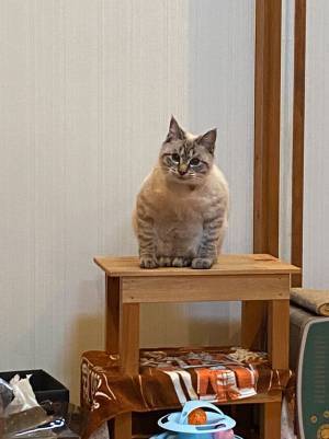 「我が家の猫の座り方、おかしくない？」　２２万人が『いいね』を寄せた姿がコチラ！