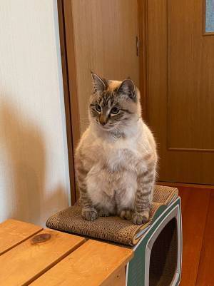 「我が家の猫の座り方、おかしくない？」　２２万人が『いいね』を寄せた姿がコチラ！