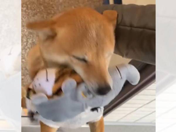 「じいじ来たー！」　寝ぼけながら出迎える柴犬に、心奪われる