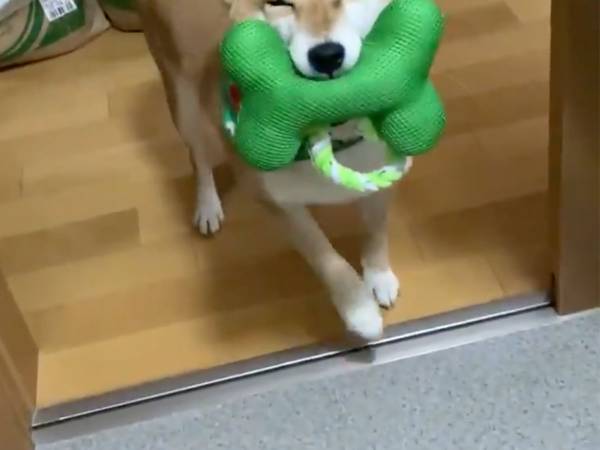 「笑っているように見える」「愛しい」　柴犬の表情に、５万人が悶絶！