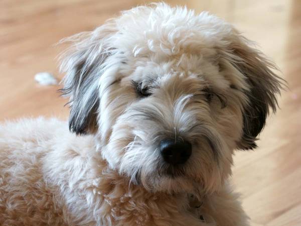 自分をウマだと思ってる？　テレビで競馬中継を見ていた犬が　「大笑いした」