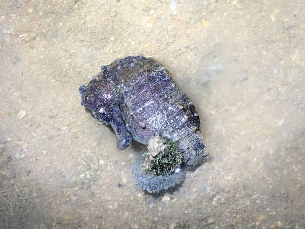 寒波で沖縄の海に異変…　波打ち際で見つけたものは？　「かわいそう」「縮み上がってる」