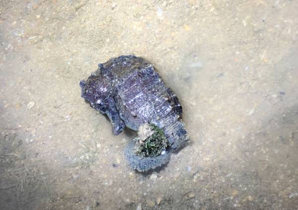 寒波で沖縄の海に異変…　波打ち際で見つけたものは？　「かわいそう」「縮み上がってる」