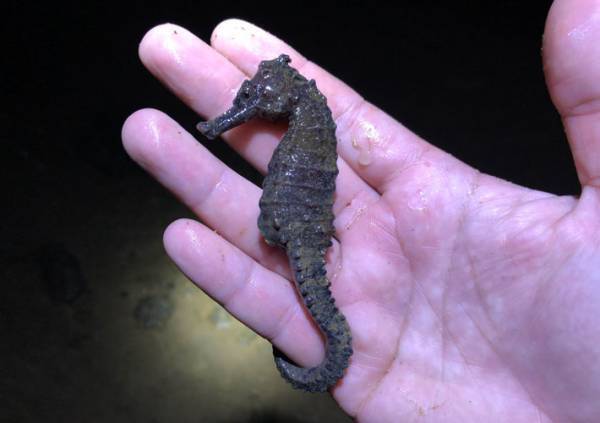 寒波で沖縄の海に異変…　波打ち際で見つけたものは？　「かわいそう」「縮み上がってる」