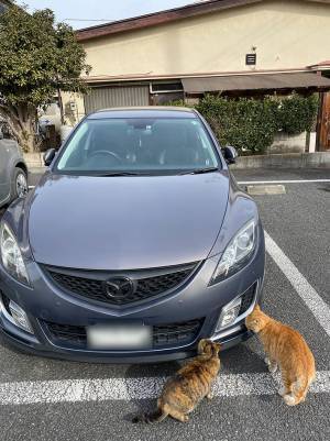 「盗むつもりか？」　白昼堂々、車の周りをウロウロする怪しい影の正体とは