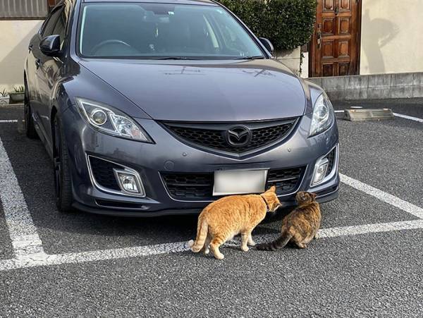 「盗むつもりか？」　白昼堂々、車の周りをウロウロする怪しい影の正体とは