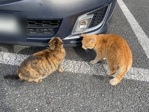 「盗むつもりか？」　白昼堂々、車の周りをウロウロする怪しい影の正体とは