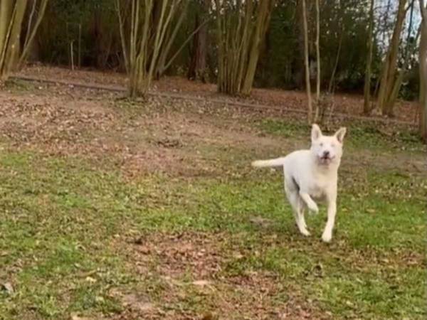 目が見えず耳が聞こえない犬　散歩中に突然、喜び始めた理由に　「涙が出た」