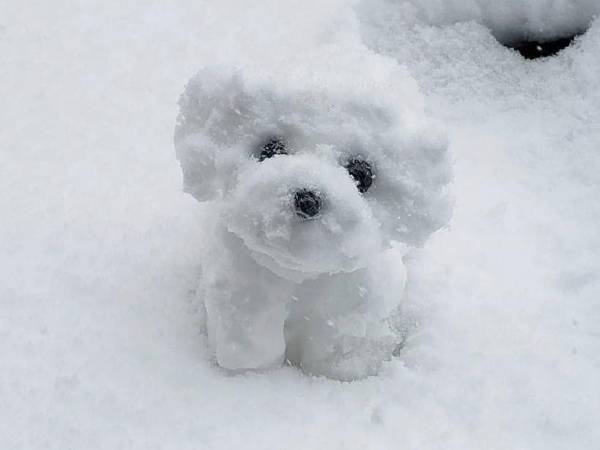 雪の中、家の前にちょこんと見つめる１匹の犬　実はこれ…