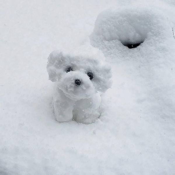 雪の中、家の前にちょこんと見つめる１匹の犬　実はこれ…