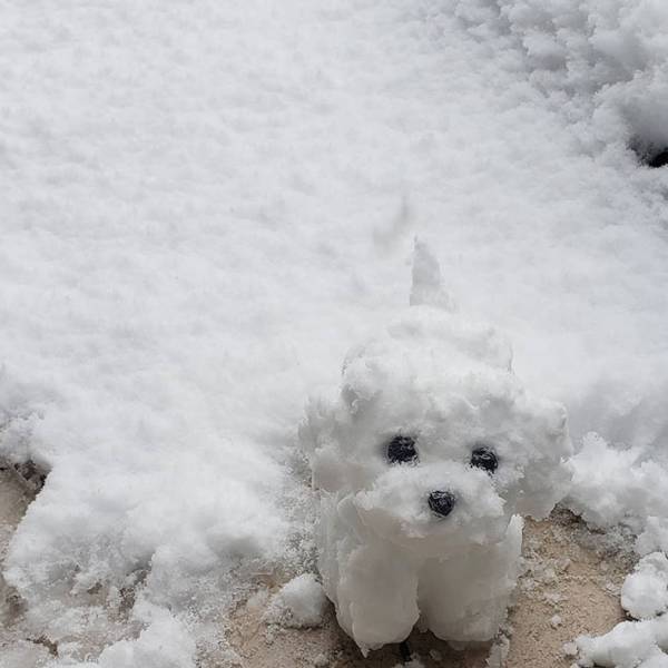 雪の中、家の前にちょこんと見つめる１匹の犬　実はこれ…