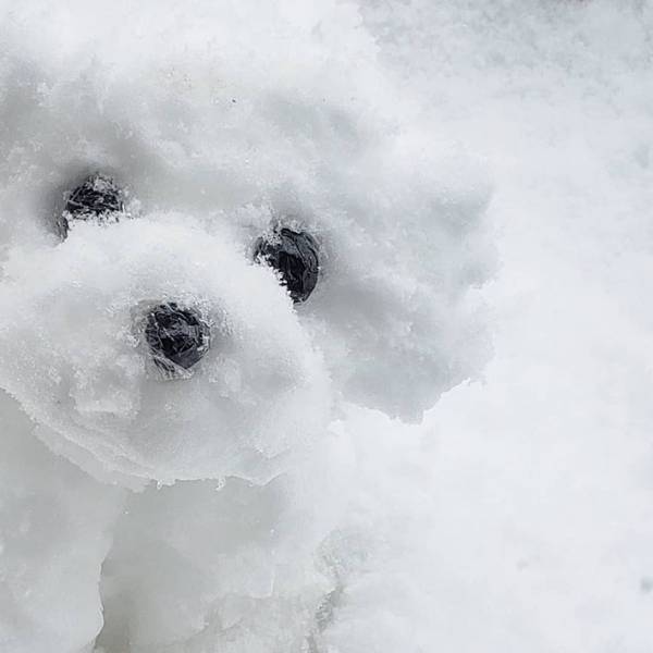 雪の中、家の前にちょこんと見つめる１匹の犬　実はこれ…