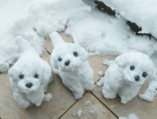 雪の中、家の前にちょこんと見つめる１匹の犬　実はこれ…