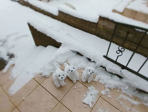 雪の中、家の前にちょこんと見つめる１匹の犬　実はこれ…