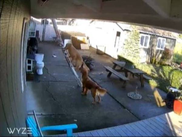 突然、屋根の上に現れた犬　その真相に　「すごすぎる」「大笑いした」