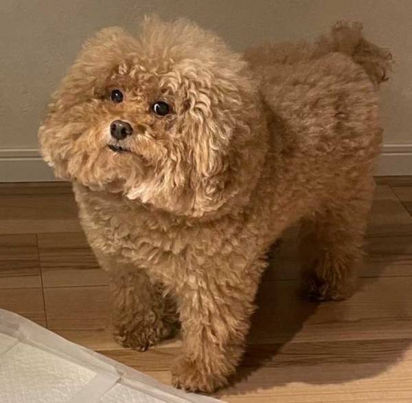 飼い主が愛犬を撮影すると…　２９万人の度肝を抜いた姿がコチラ