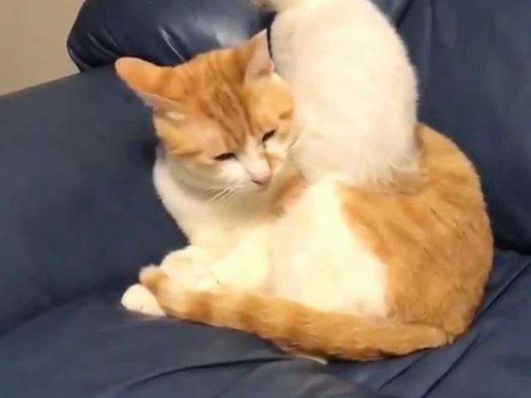 先輩猫が大好きな子猫、数秒後の姿に２８万人が「見とれちゃう」「癒しとはこのこと」