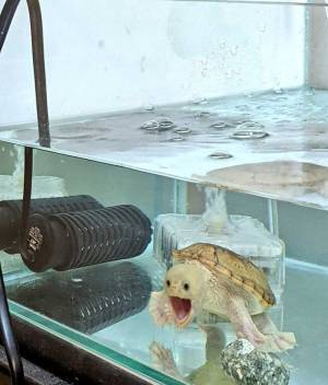 カメにカメラを向けたら…？　６５万人が吹き出した『表情』を、ご覧ください