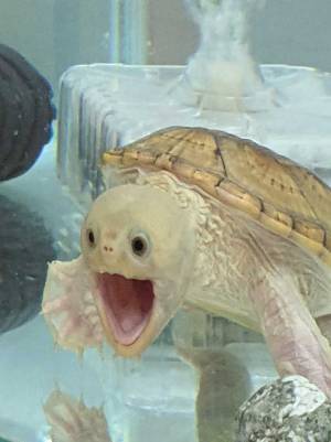 カメにカメラを向けたら…？　６５万人が吹き出した『表情』を、ご覧ください