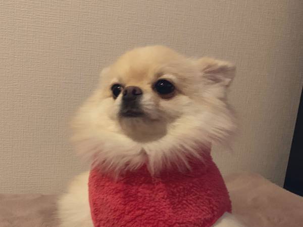 飼い主が犬に服を着せると？　１９万人が吹き出した全貌が、コチラです