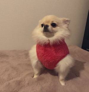 飼い主が犬に服を着せると？　１９万人が吹き出した全貌が、コチラです