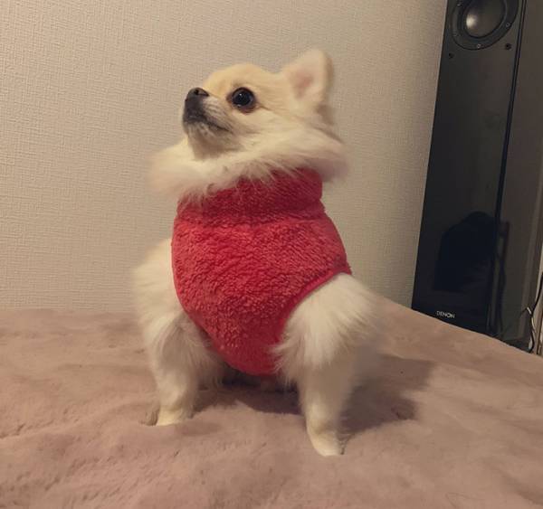 飼い主が犬に服を着せると？　１９万人が吹き出した全貌が、コチラです