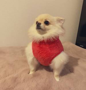 飼い主が犬に服を着せると？　１９万人が吹き出した全貌が、コチラです