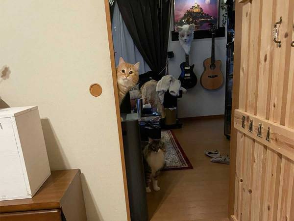 『猫あるある』で飼い主が涙目に　光景をとらえた２枚がコチラ！