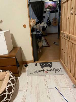 『猫あるある』で飼い主が涙目に　光景をとらえた２枚がコチラ！